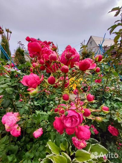 Роза Помпонелла