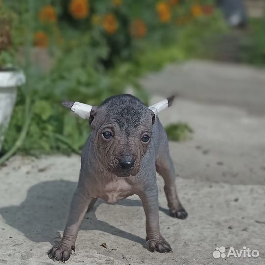 Ксолоитцкуинтли мини