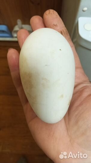 Цыплята суточные мясо яичной породы