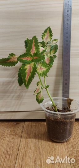 Колеусы, ирга