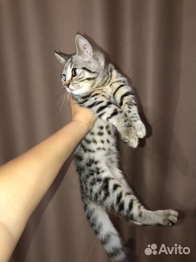 Котенок британский