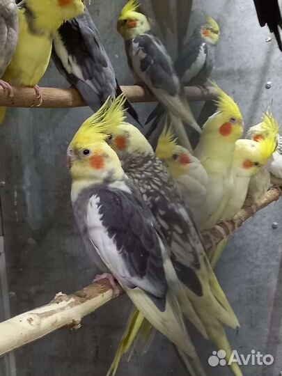 Ожереловые попугаи(птенцы)