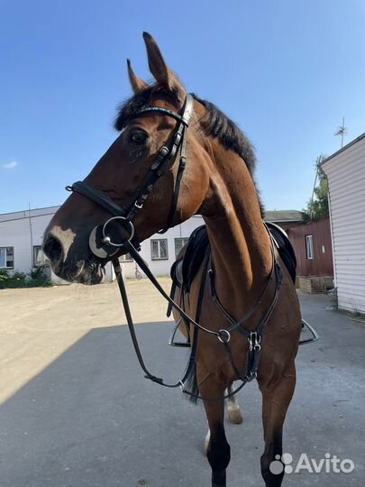 Конкурный мерен