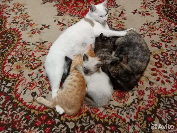 Кошка в дар бесплатно