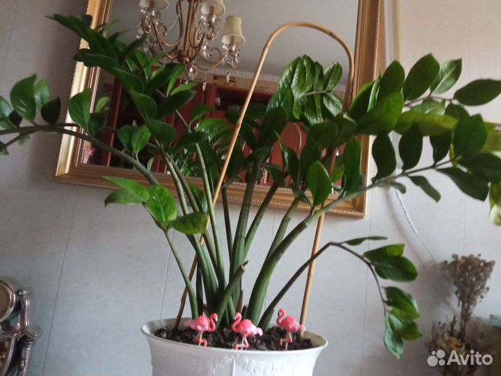 Замиокулькас