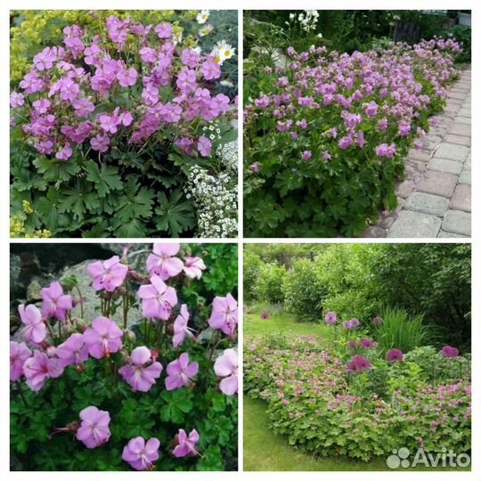 Растения для сада