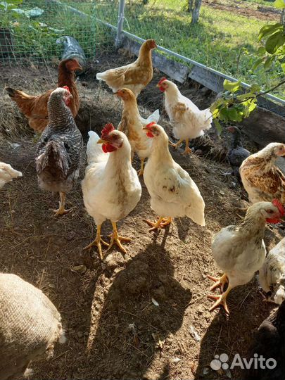 Куры несушки