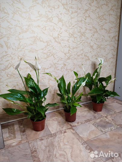 Спатифиллум