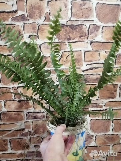 Папоротник