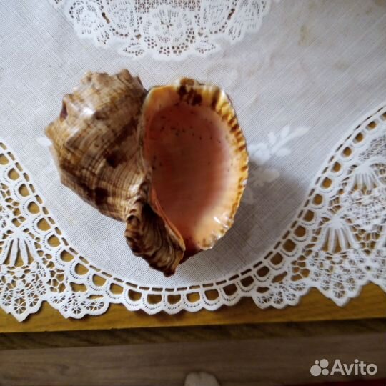 Ракушка, коралл