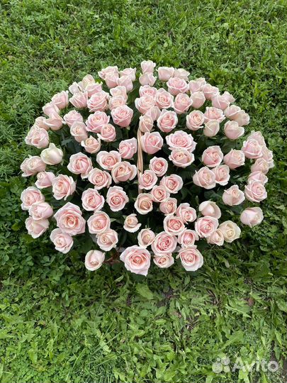 Розы без посредников от 15 - 101 шт с доставкой