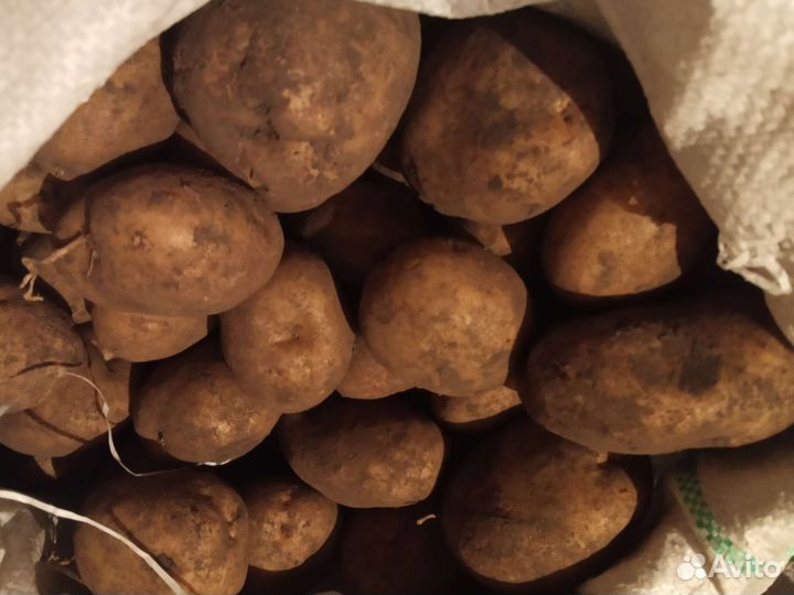 Продаётся картофель