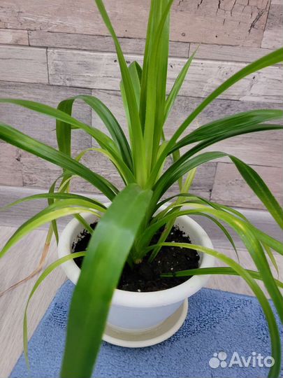 Комнатные цветы панданус