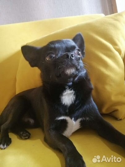 Вязка кобель чихуахуа