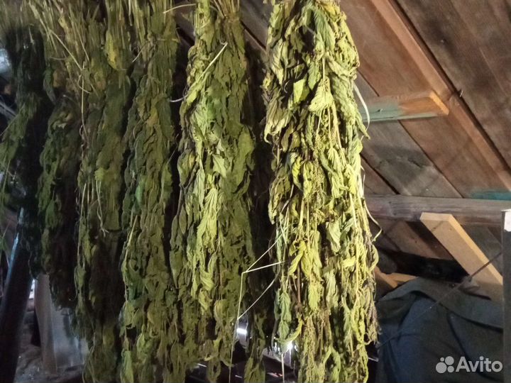 Крапива сушеная