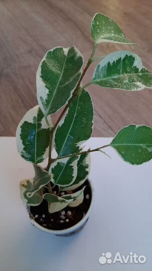 Фикус бенджамина