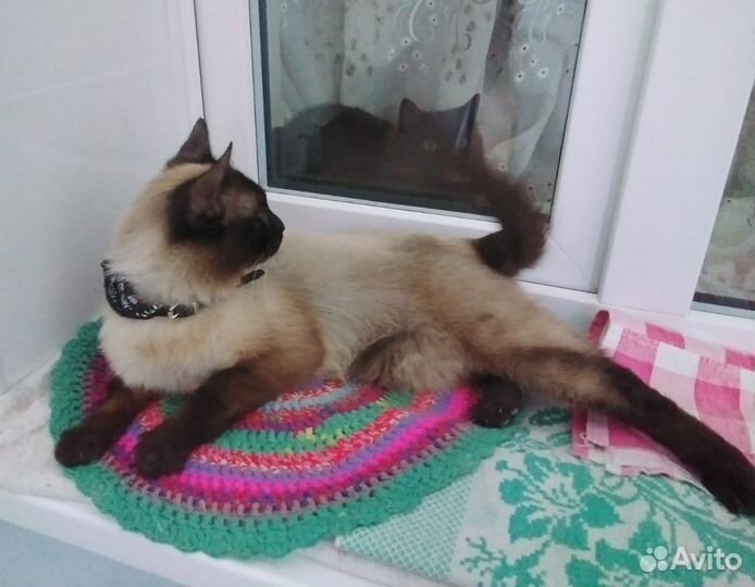 Кот. Очень ласковый