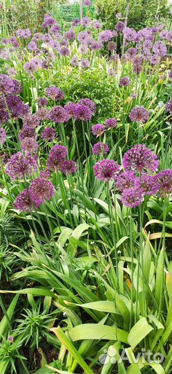 Лук Суворова декоративный