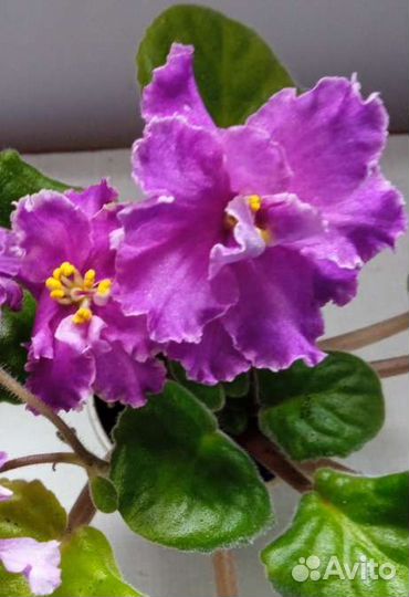 Фиалки как подарок ко дню рождения