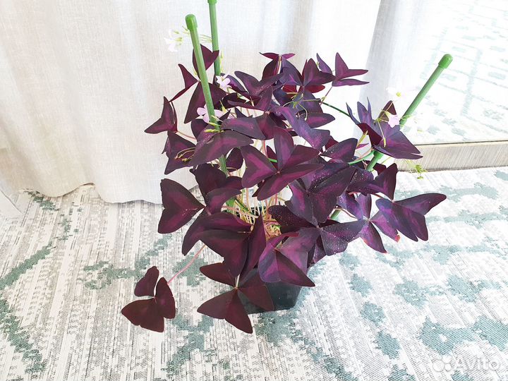 Оксалис фиолетовый кислица комнатное растение