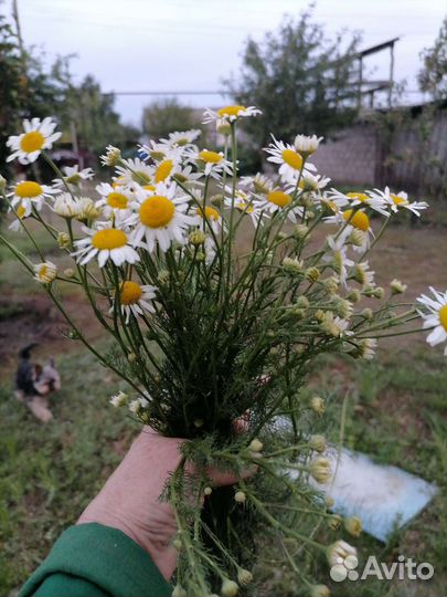 Сушеные травы, для вашего здоровья