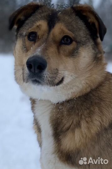 Собака «Тася»