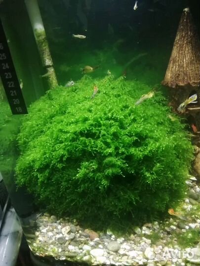 Яванский мох для аквариума