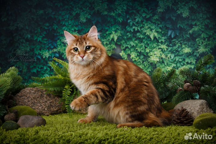 Породистые котята золотых и серебряных окрасов