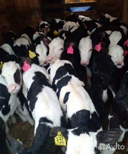 Бычки в наличии от 1 месяца