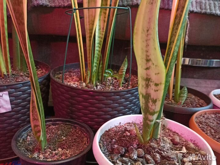 Сансевиерия лауренти