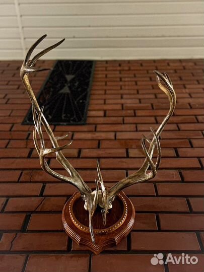 Чучела животных