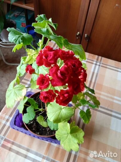 Герань пеларгония королевская