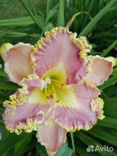 Лилейники сортовые1