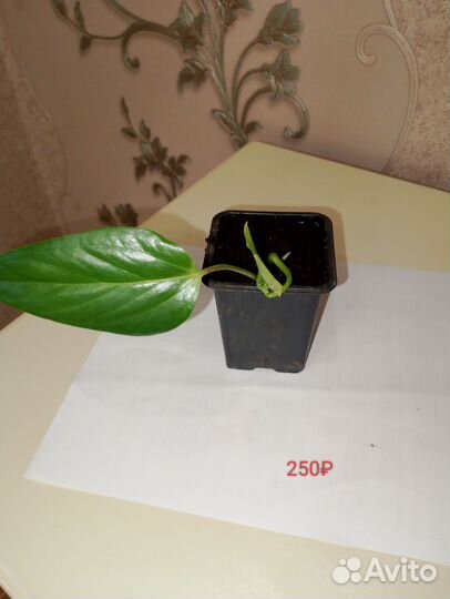 Антуриум Зизу фиолетовый