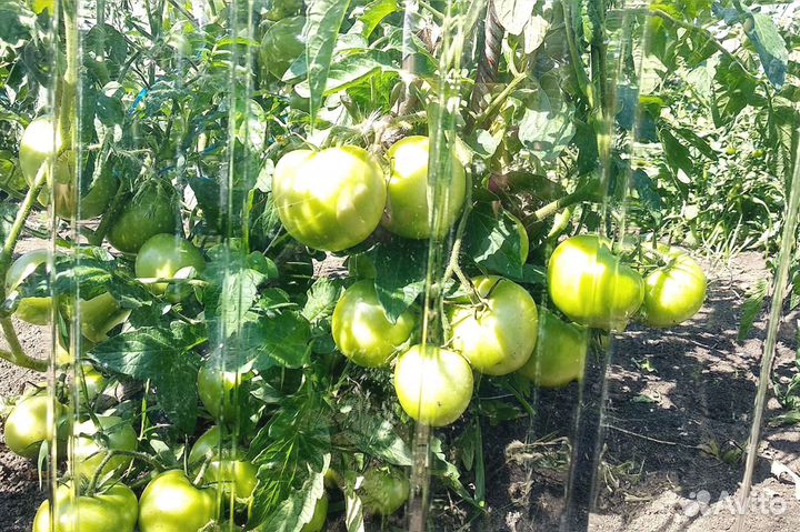 Поликарбонат, монолитный