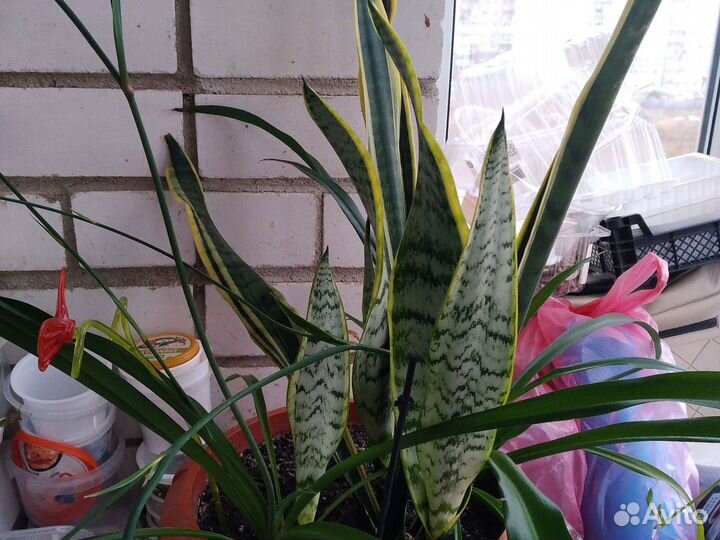 Щучий хвост