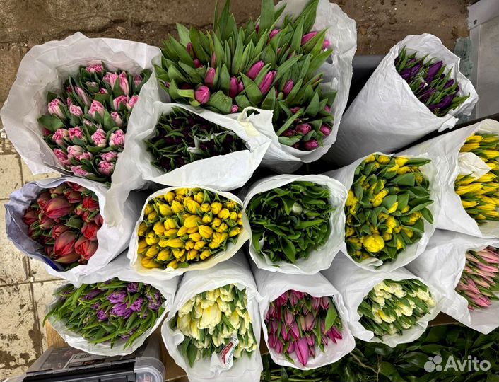 Тюльпан крупный красный оптом в Москве