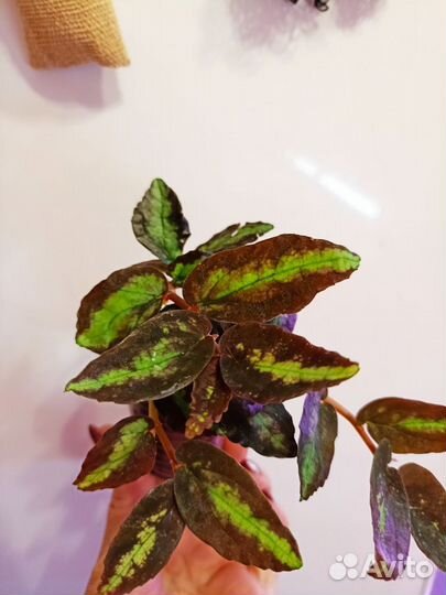 Цветочки комнатные