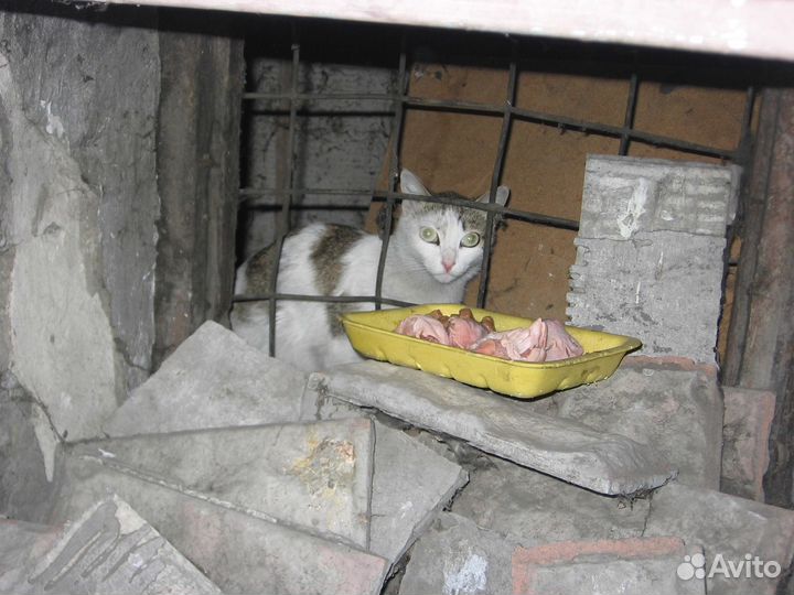 Кошка Маруся