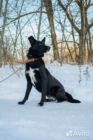 Собака Тина