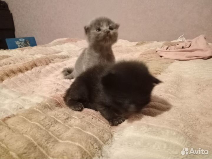 Котята в добрые руки бесплатно