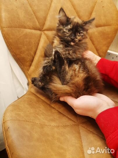 Длинношерстные котик и кошечка