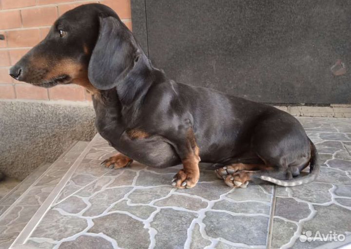 Карликовая такса щенки