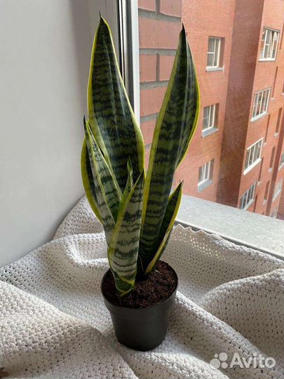 Сансевиерия