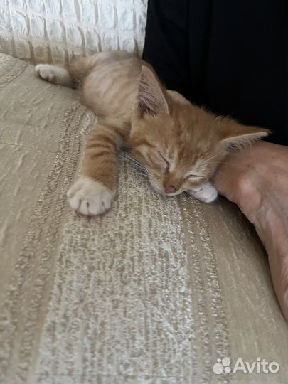 Рыжий котенок