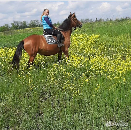 Лошадь жеребец