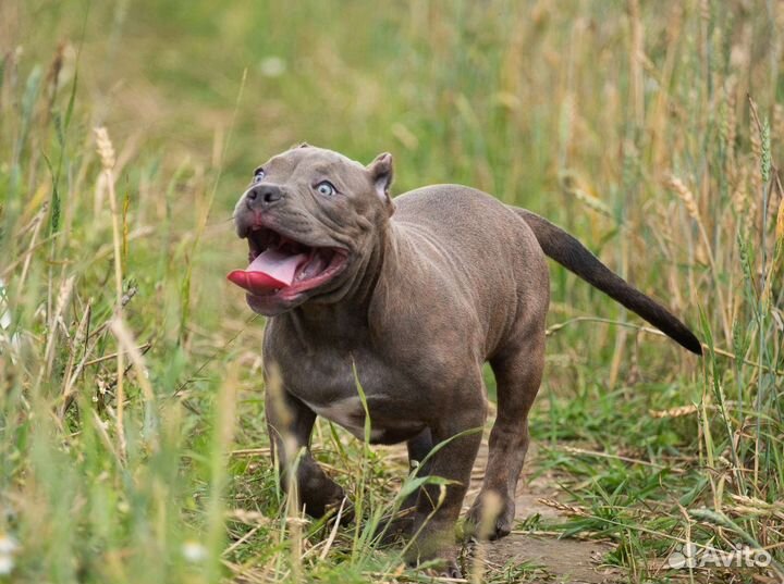 Американский булли стандарт