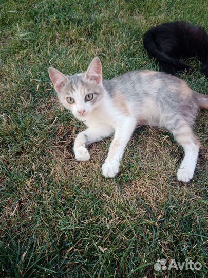 Отдам в добрые руки