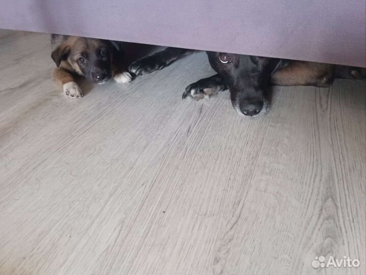 Щенок в добрые руки