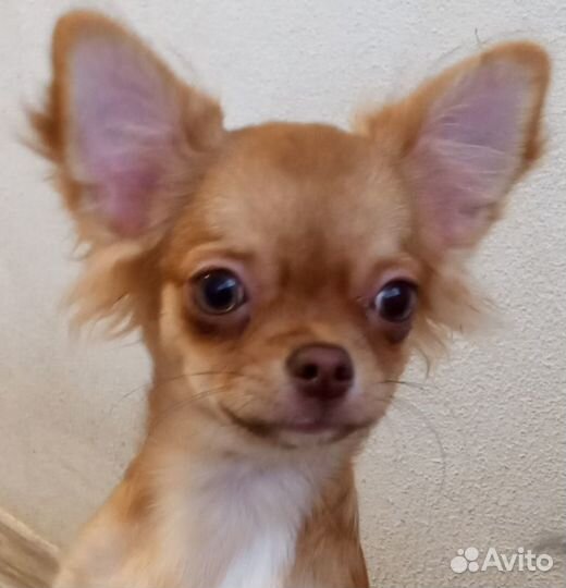 Щенки чихуахуа длинношерстные